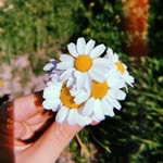 Buse