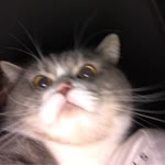 Berin
