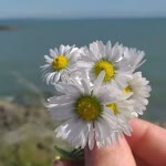 Neslihan