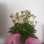 Engin
