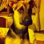 Sahin