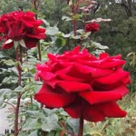 Onur