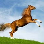 Engin