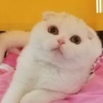 Nur