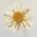 Ebru