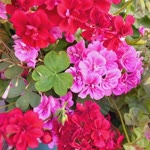 Emine