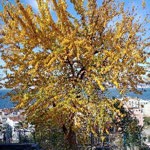 Ebru