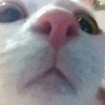 Berke
