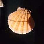 Zuhal