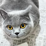 Sevgi