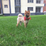 Sibel