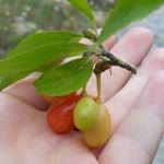 Duygu