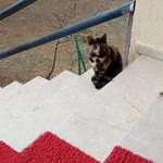 Özgenur