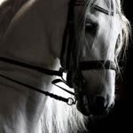 Fatima