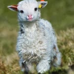 Melek