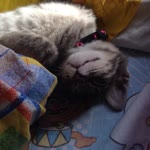 Enes