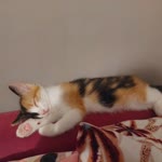 Selda