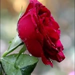 Seyhan