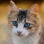 Kübra