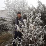 Talha