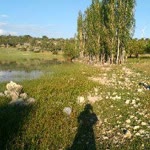 Aliye