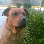 Murat
