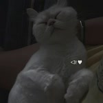 Derya