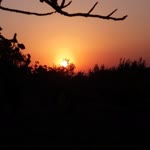 Erdal