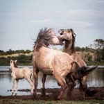 Birte