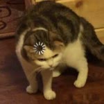 Tuna