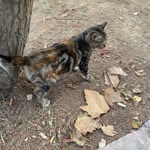 Orhan