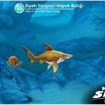 Doruk