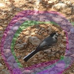 Emine