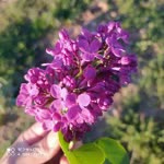 Huri