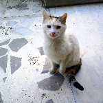 Alper