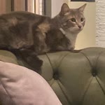 Gonca