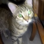 Engin