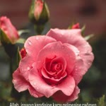 Meral