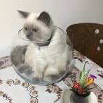 Pınar