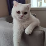 Hakan
