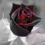 Hatice