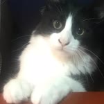 Mehtap