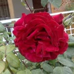 Osman