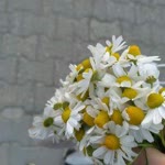 Selcan
