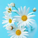 Suzan