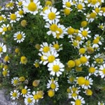 Damla