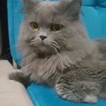 Özlem