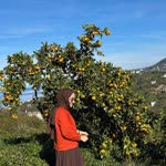 Gülhan