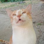 Aysun