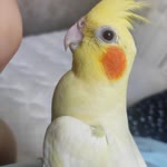 Damla